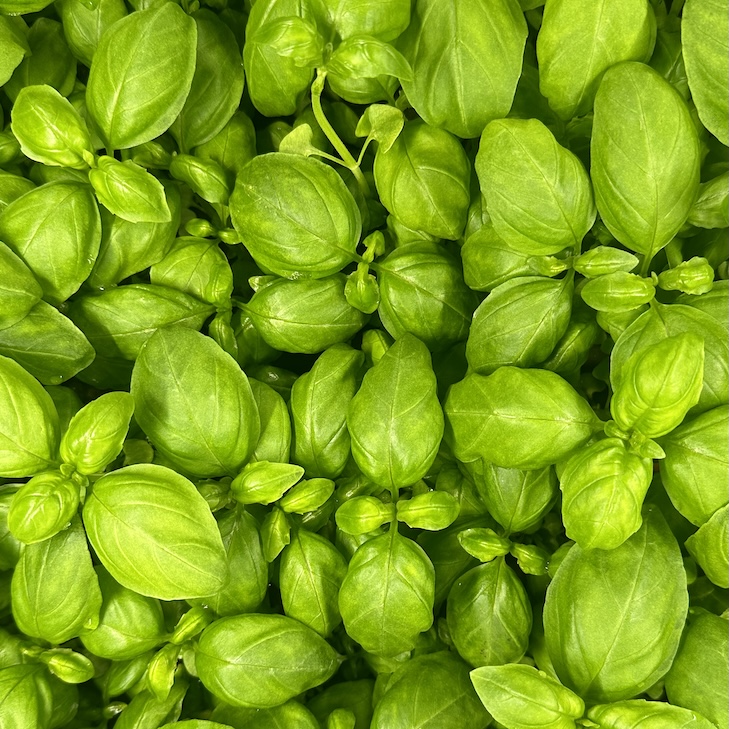 Pesticide-free basil grown in Phyllome's controlled environment