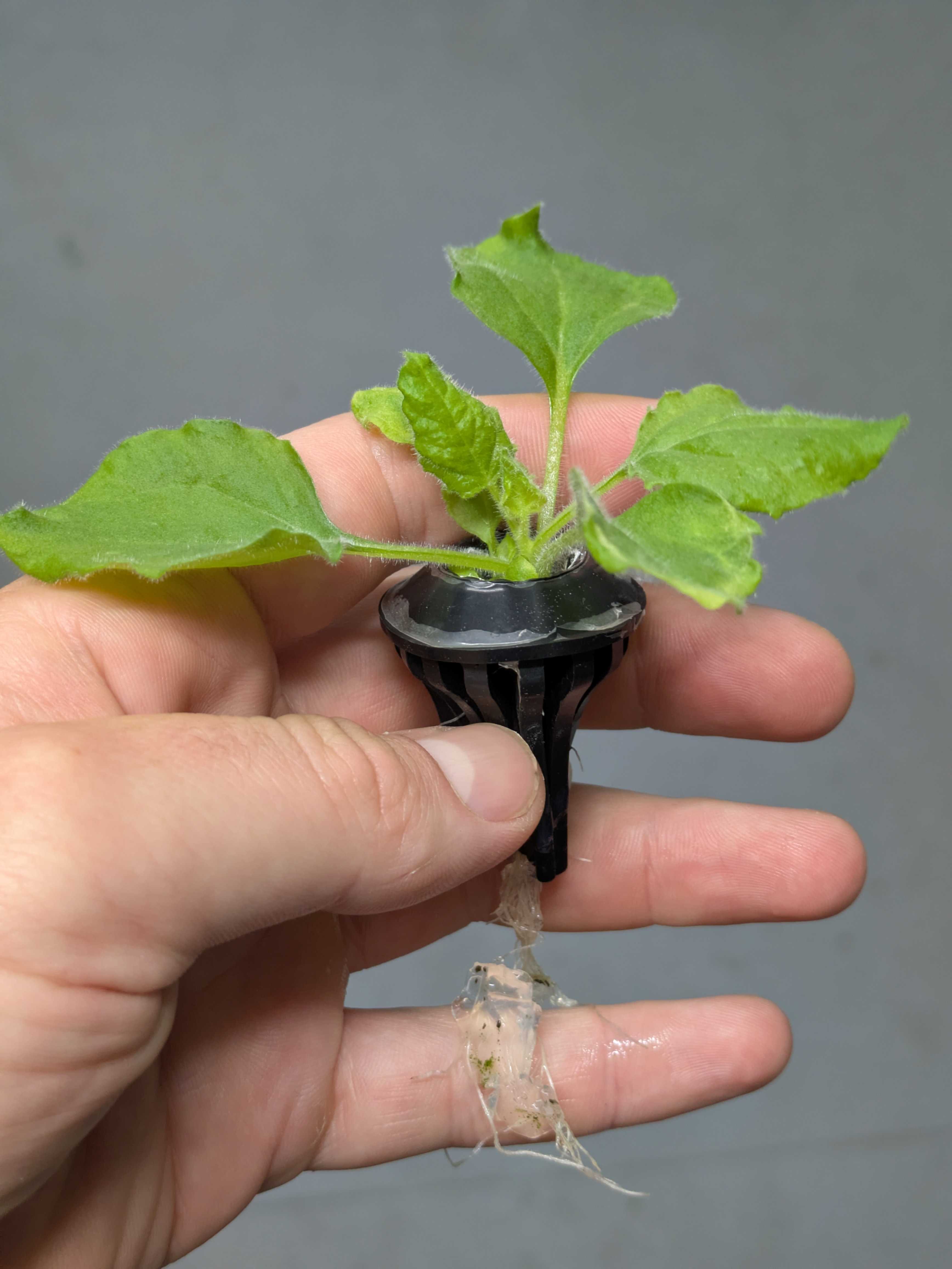 Nicotiana benthamiana plants used for cyclotide production