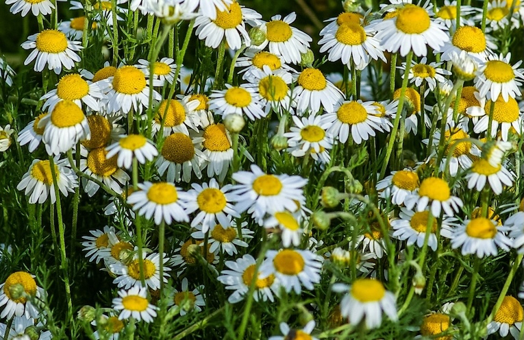 Chamomile plant expressing cyclotide therapeutics in a controlled growing environment
