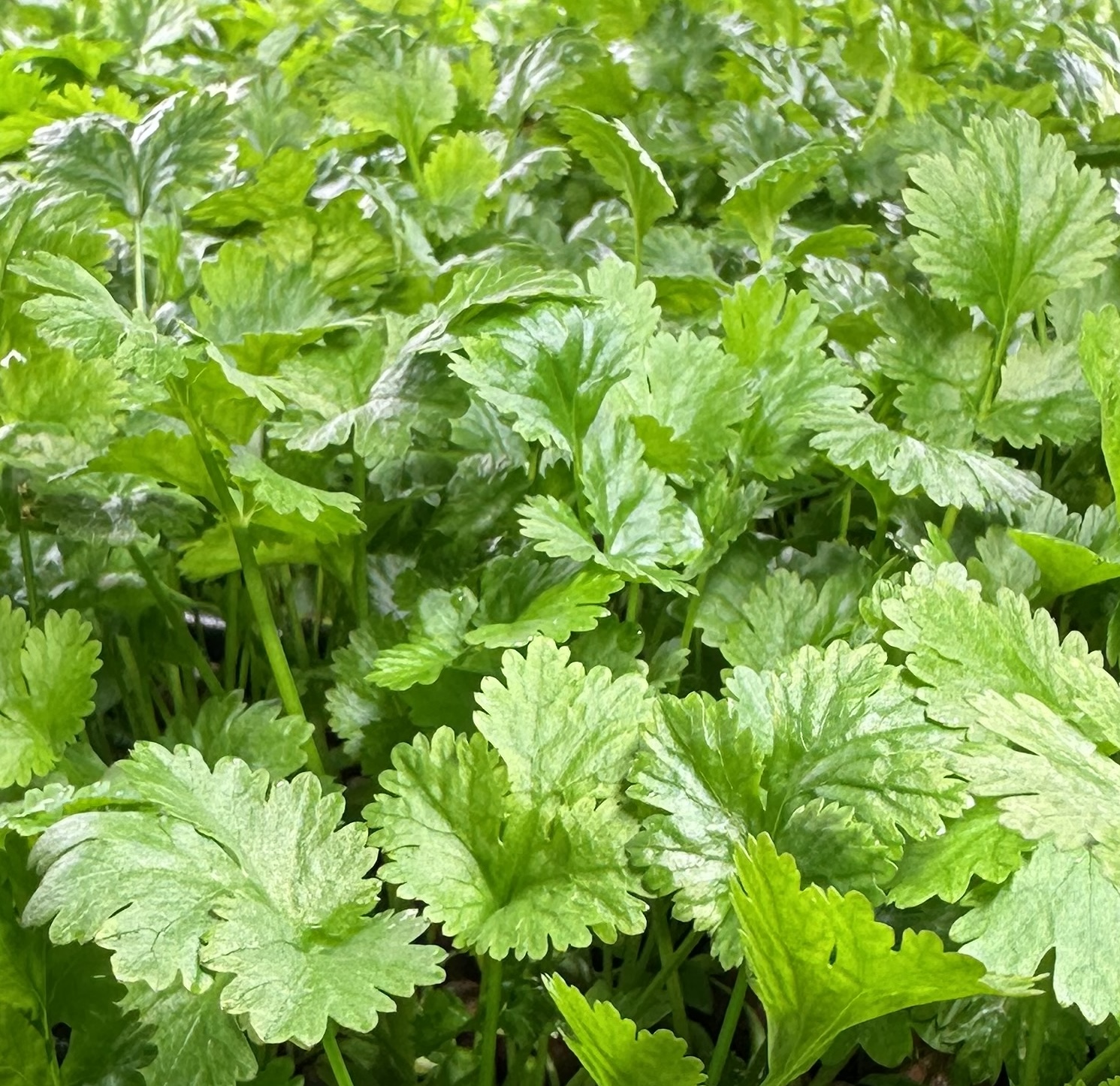 Pesticide-free coriander grown in Phyllome's controlled environment