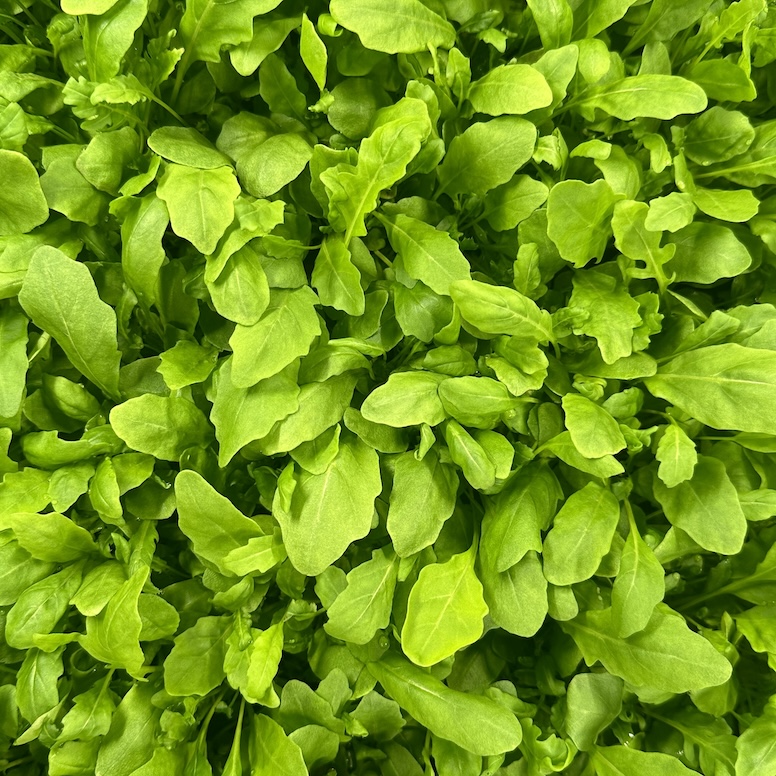 Pesticide-free rocket grown in Phyllome's controlled environment