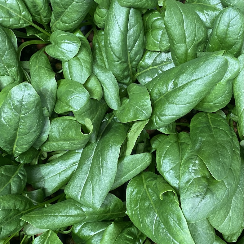 Pesticide-free spinach grown in Phyllome's controlled environment