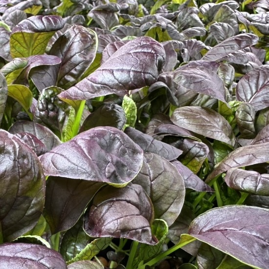 Pesticide-free tatsoi grown in Phyllome's controlled environment