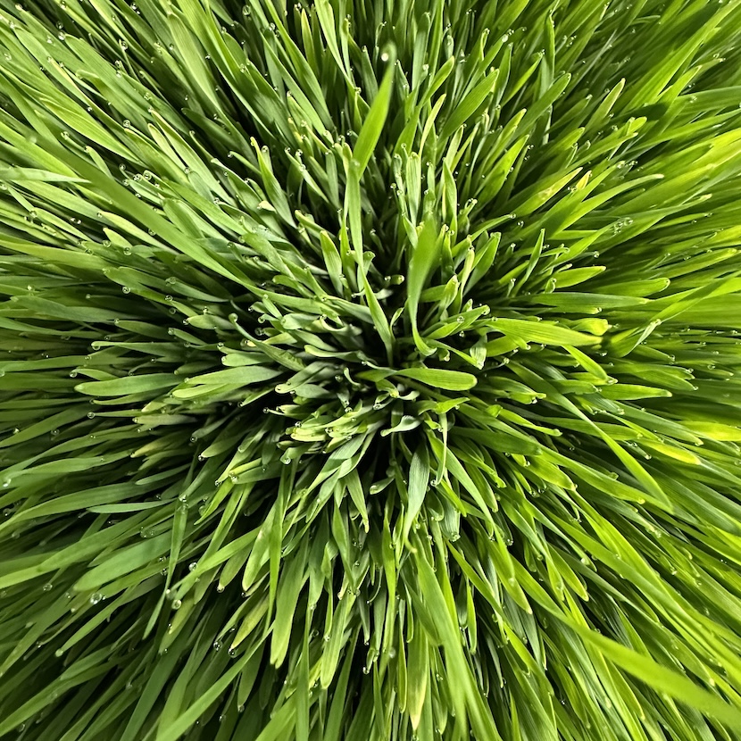 Pesticide-free wheatgrass grown in Phyllome's controlled environment